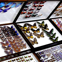 サービスのご案内