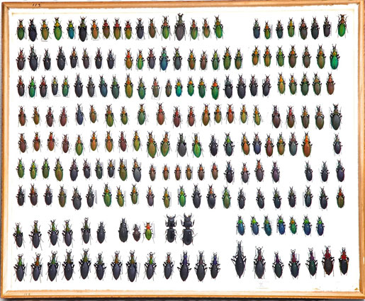 オサムシドイツ箱