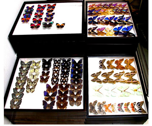 ドイツ箱展翅標本買取