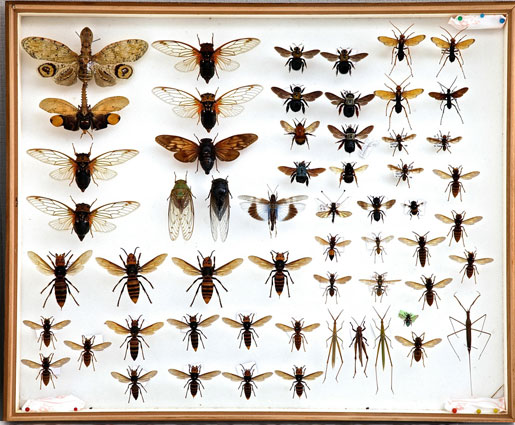 セミハチドイツ箱