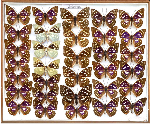 蝶ドイツ箱国産